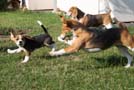 Beagles toben im Garten